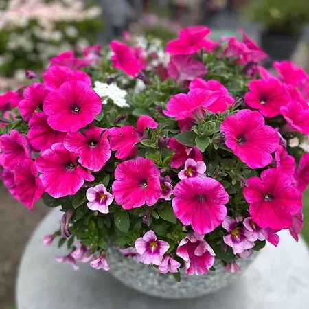 Apartmán Am Park Tönisvorst